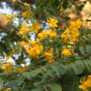 Cassia Butterfly Bush Live Plant - Senna bicapsularis - 2-Pack, 4-6 Inch Starter Plants, Fast Growing Yellow Flowers, Attracts Butterflies, Zones 8-11 - Image 6