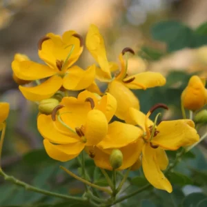 Cassia Butterfly Bush Live Plant - Senna bicapsularis - 2-Pack, 4-6 Inch Starter Plants, Fast Growing Yellow Flowers, Attracts Butterflies, Zones 8-11 - Image 1