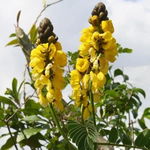 Cassia Popcorn Live Plant - Pack of 2 - Fragrant Shrub Yellow Flowers - 4-6 inches Tall - Image 2