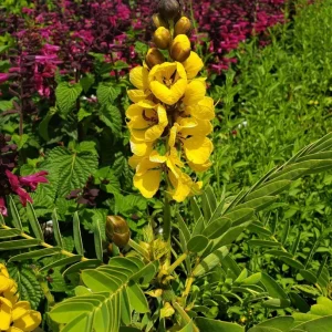 Cassia Popcorn Live Plant - Pack of 2 - Fragrant Shrub Yellow Flowers - 4-6 inches Tall - Image 3