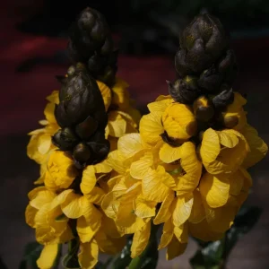 Cassia Popcorn Live Plant - Pack of 2 - Fragrant Shrub Yellow Flowers - 4-6 inches Tall - Image 4
