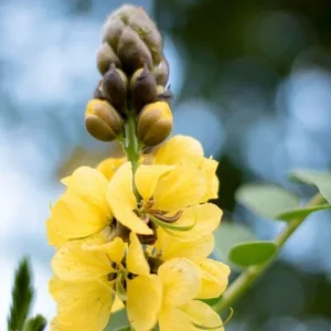 Cassia Popcorn Live Plant - Pack of 2 - Fragrant Shrub Yellow Flowers - 4-6 inches Tall - Image 5