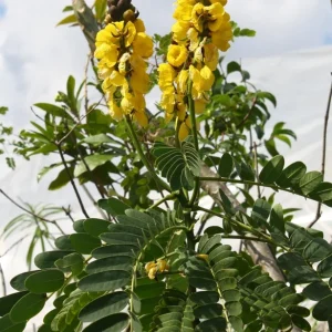 Cassia Popcorn Live Plant - Pack of 2 - Fragrant Shrub Yellow Flowers - 4-6 inches Tall - Image 1