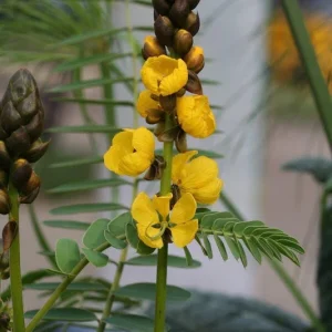 Cassia Popcorn Live Plant - Pack of 2 - Fragrant Shrub Yellow Flowers - 4-6 inches Tall - Image 6