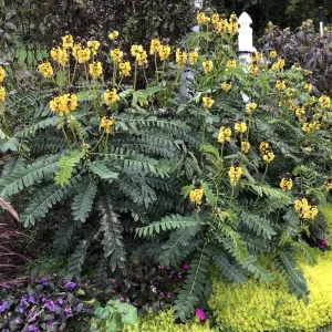 Cassia Popcorn Live Plant - Pack of 2 - Fragrant Shrub Yellow Flowers - 4-6 inches Tall - Image 8
