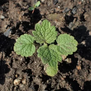 Catnip Live Plant – 4 inch Pot – Indoor/Outdoor – Attracts Cats - Image 2