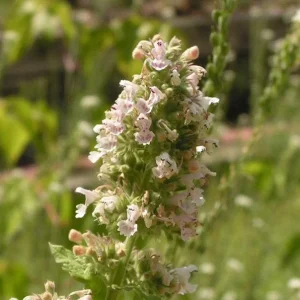 Catnip Live Plant – 4 inch Pot – Indoor/Outdoor – Attracts Cats - Image 3