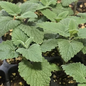 Catnip Live Plant – 4 inch Pot – Indoor/Outdoor – Attracts Cats - Image 1