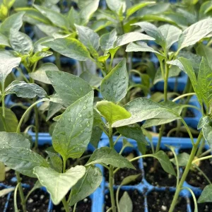 Cayenne Long Slim Red Chili Live Plants - Super Hot Pepper, 3-Pack, 75 Days Old, Outdoor - Image 1