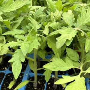 Celebrity Tomato Live Plants, 2-Pack, 6-10 Inches Tall, 60+ Days Old, Outdoor - Image 1