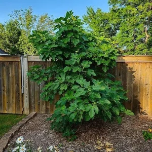 Celeste Fig Live Plant (Ficus Carica) 5-9" Tall - Cold Hardy Zones 6-10 - Sweetest Sugar Fig - Image 2