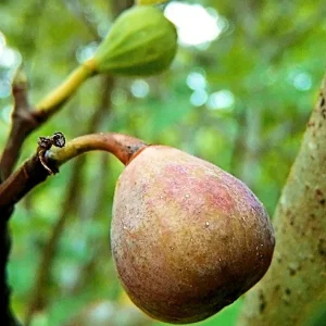Celeste Fig Live Plant (Ficus Carica) 5-9" Tall - Cold Hardy Zones 6-10 - Sweetest Sugar Fig - Image 1
