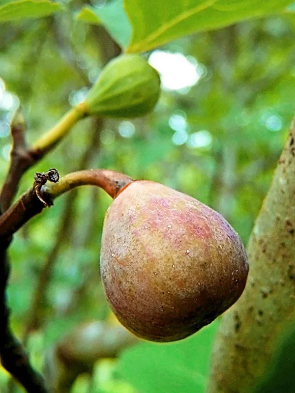 Celeste Fig Live Plant (Ficus Carica) 5-9" Tall - Cold Hardy Zones 6-10 - Sweetest Sugar Fig - Image 1