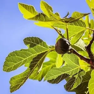 Celeste Fig Live Plant (Ficus Carica) 5-9