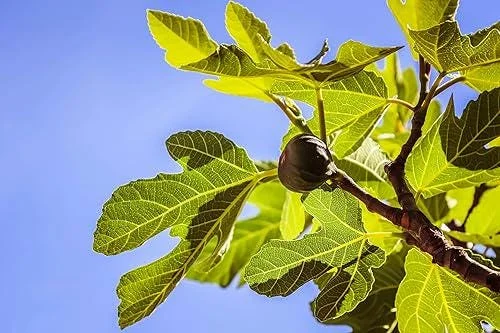 Celeste Fig Live Plant (Ficus Carica) 5-9" Tall - Cold Hardy Zones 6-10 - Sweetest Sugar Fig - Image 3