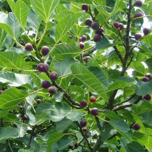 Celeste Fig Live Plant (Ficus Carica) 5-9