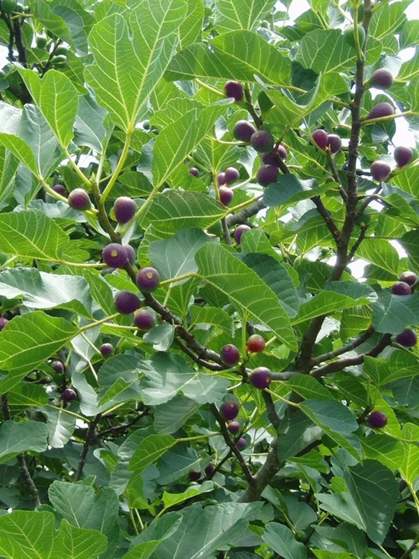 Celeste Fig Live Plant (Ficus Carica) 5-9" Tall - Cold Hardy Zones 6-10 - Sweetest Sugar Fig - Image 4