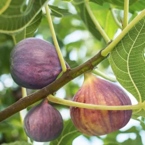 Celeste Fig Live Plant (Ficus Carica) 5-9