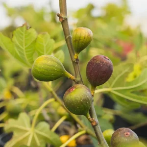 Celeste Fig Live Plant (Ficus Carica) 5-9