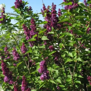 Charles Joly Lilac Live Plant - Fragrant Purple Blooms, 7-9 Inch Tall - Image 1