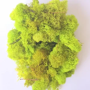 Chartreuse Preserved Reindeer Moss - 3 OZ Bag, No Maintenance Craft Moss for Terrariums & Decor - Image 1