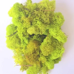 Chartreuse Reindeer Moss - Preserved Craft Moss 1 OZ Bag for Terrariums & Decor - Image 1