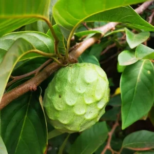 Cherimoya Live Plant - Anna's Apple in 1/2 Gallon Pot - Exotic Fruit Tree - Image 1