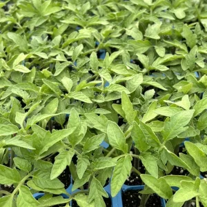 Cherokee Purple Tomato Live Plants - Heirloom, 6-10 inches, 2-Pack - Image 1