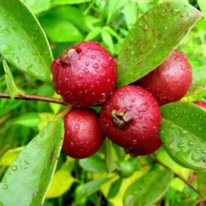 Cherry Guava Live Plant – 0.5 Gallon Pot – Fruiting Shrub - Image 1