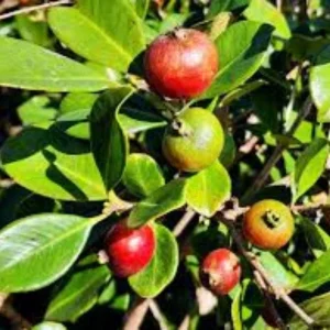 Cherry Guava Live Plant – 0.5 Gallon Pot – Fruiting Shrub - Image 2
