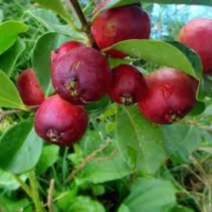 Cherry Guava Live Plant – 0.5 Gallon Pot – Fruiting Shrub - Image 3