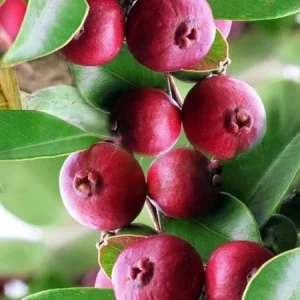 Cherry Guava Live Plant - 4 inch Pot - Edible Fruit Tree - Image 1
