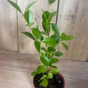 Cherry Guava Live Plant - 4 inch Pot - Edible Fruit Tree - Image 2