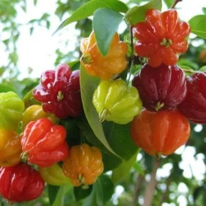 Cherry Surinam Live Plant – 8-12 inches Tall – Half Gallon Pot – Outdoor Fruit Tree - Image 1