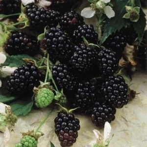 Chester Thornless Blackberry Live Plant – 5-9