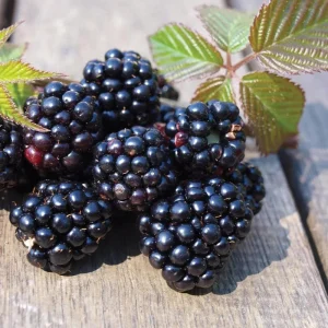 Chester Thornless Blackberry Live Plant – 5-9" Tall Berry Bush – Cold Hardy Zones 5-8 - Image 1