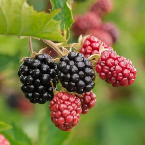 Chester Thornless Blackberry Live Plant – 5-9