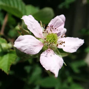 Chester Thornless Blackberry Live Plant – 5-9