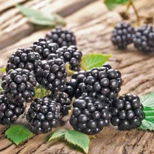 Chester Thornless Blackberry Live Plant – 5-9