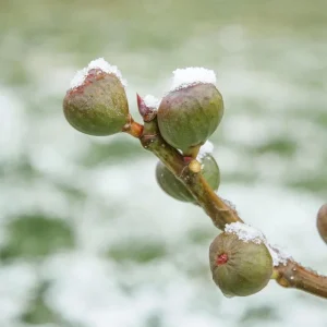 Chicago Hardy Fig Tree Live Plant 5-9" Tall - Ficus carica - Cold Hardy Edible Fruit Zone 5-10 - Image 2