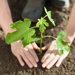 Chicago Hardy Fig Tree Live Plant 5-9