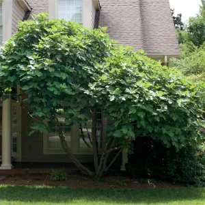 Chicago Hardy Fig Tree Live Plant 5-9