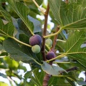 Chicago Hardy Fig Tree Live Plant 5-9