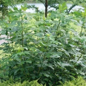 Chicago Hardy Fig Tree Live Plant 5-9