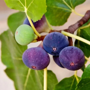 Chicago Hardy Fig Tree Live Plant 5-9