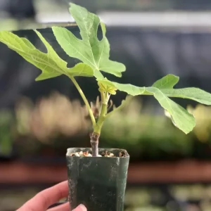 Chicago Hardy Fig Tree Live Plant 5-9