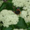 Chicago Lustre Viburnum Live Plant - Deciduous Shrub, 5-7 Inch Starter, Attracts Birds - Image 1