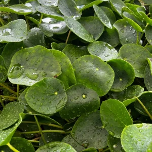 Chinese Money Plant Live Pilea Peperomioides - 4" Pot Indoor Houseplant - Image 2