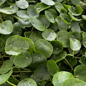 Chinese Money Plant Live Pilea Peperomioides - 4
