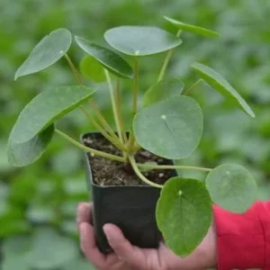 Chinese Money Plant Live Pilea Peperomioides - 4" Pot Indoor Houseplant - Image 1
